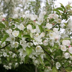Malus Evereste