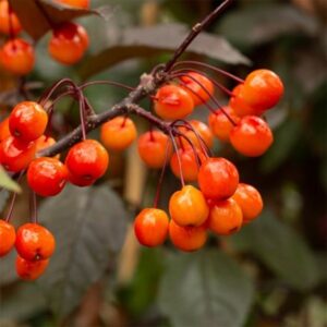 Malus Indian Magic