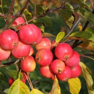 Malus Jelly King ('Mattfru')