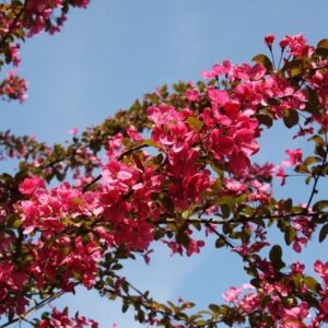 Malus Prairie Fire