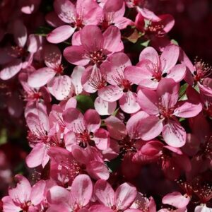 Malus Rudolph