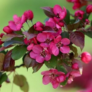 Malus Scarlett