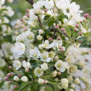 Malus brevipes Wedding Bouquet