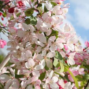 Malus × floribunda