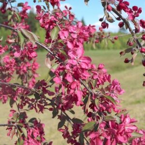 Malus × purpurea Crimson Cascade