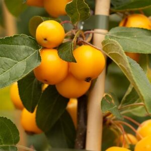 Malus × zumi Golden Hornet