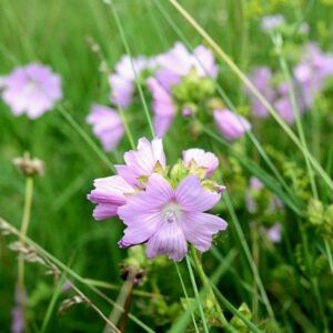 Malva moschata