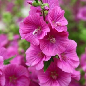 Malva × clementii Bredon Springs