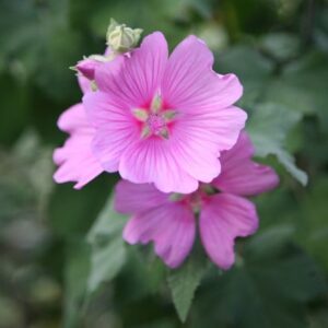 Malva × clementii Rosea