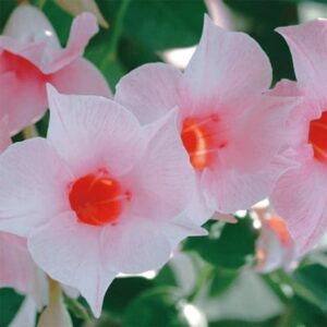 Mandevilla Sundaville Cream Pink ('Sunparapibra') (PBR) (Sundaville Series)