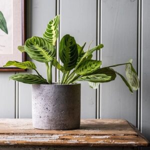 Maranta leuconeura var. erythroneura Lemon Lime