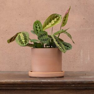 Maranta leuconeura var. leuconeura Fascinator