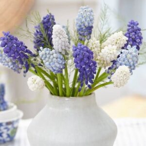 Marvellous muscari grape hyacinth collection