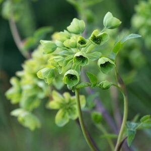 Mathiasella bupleuroides Green Dream