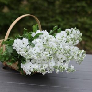 Matthiola incana Avalanche
