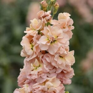 Matthiola incana Column Apricot