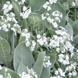 Matthiola incana Pillow Talk