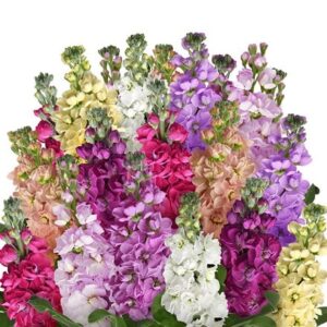 Matthiola incana Rainbow Mixture
