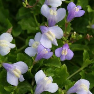 Mazus reptans
