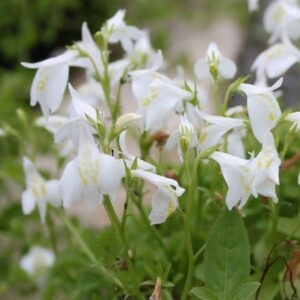 Mazus reptans Albus