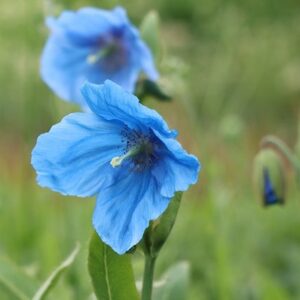 Meconopsis (Infertile Blue Group) Slieve Donard