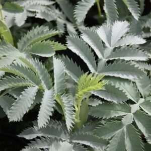 Melianthus major