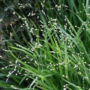Melica altissima Alba
