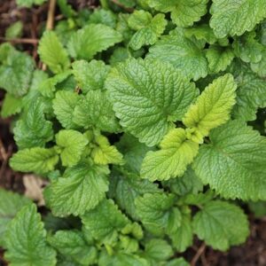 Melissa officinalis