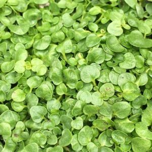 Mentha requienii