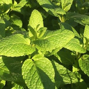 Mentha spicata