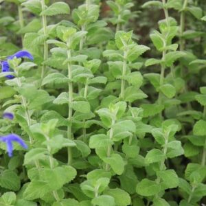 Mentha suaveolens