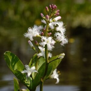 Menyanthes trifoliata