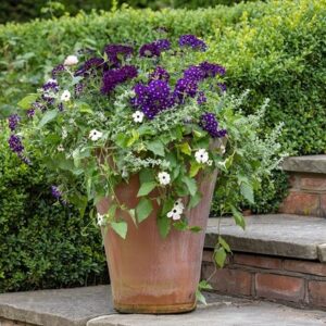 Midnight shadows container plant collection