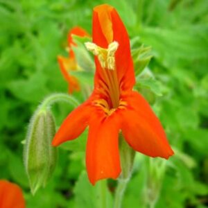Mimulus cardinalis