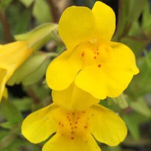 Mimulus guttatus