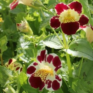 Mimulus luteus Queens Prize