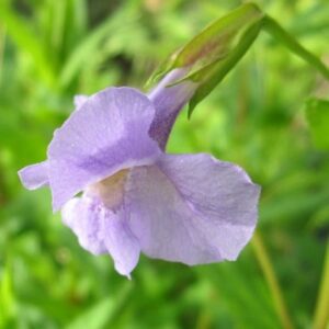 Mimulus ringens