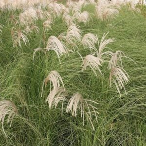 Miscanthus sinensis Gracillimus