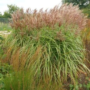Miscanthus sinensis Malepartus
