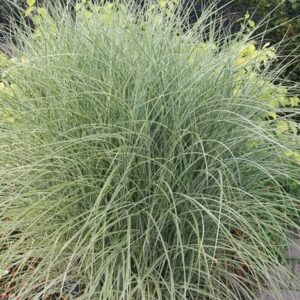 Miscanthus sinensis Morning Light