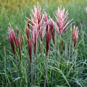 Miscanthus sinensis Piccolo Rubino ('AM2021-1') (PBR)