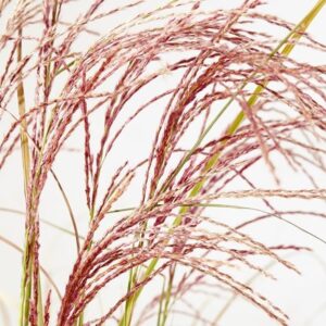 Miscanthus sinensis Red Cloud ('Empmis01') (PBR)