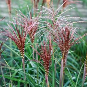 Miscanthus sinensis Spiral Flame ('8') (PBR)