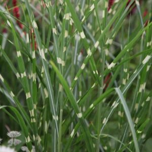 Miscanthus sinensis Zebrinus
