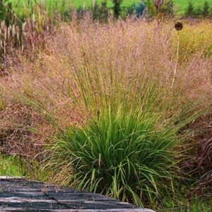 Molinia caerulea Banshee (PBR)