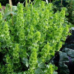 Moluccella laevis