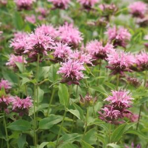 Monarda Beauty of Cobham