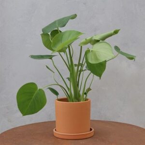 Monstera deliciosa