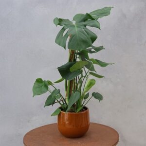 Monstera deliciosa