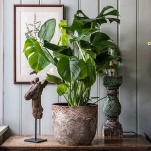 Monstera deliciosa